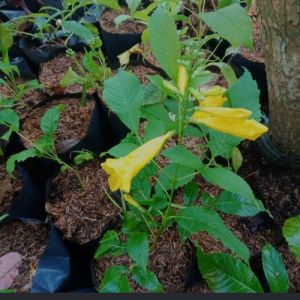 BIBIT TANAMAN HIAS BUNGA TEKOMARIA / TANAMAN TEKOMARIA