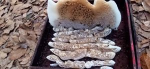 mật ong rừng tự nhiên