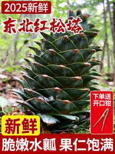 Premium Large Northeast Daxinganling Pinecone with Pine Nuts Red Pine Tree Tower Pineapple Snacks from Heilongjiang Province