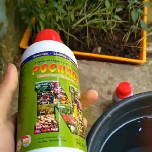 Pupuk Pelebat Buah Kacang Tanah / Pupuk Penyubur Kacang Tanah / Obat Semprot Penyubur Kacang Tanah Fertilizer 100% Organik Untuk Kacang Tanah - Lazada