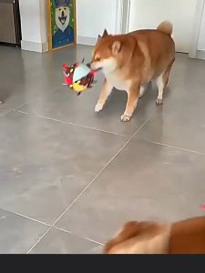 Đồ chơi cho Chó quả bóng bằng bông có chuông gió - Love Pets Shop