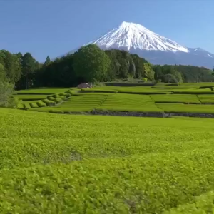 [SG ] Matcha tea peremony premium kit set matcha tool brush bamboo matcha bowl household baking tea set matcha whisk set