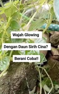 daun sirih cina segar obat herbal alami banyak manfaat hanya di petik saat ada order masuk dijamin segar