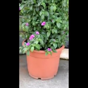 เสามะเขือเทศ 45-60cm โครงเถาวัลย์ โครงปลูก พืชไม้เลื้อย อุปกรณ์สำหรับหนังสือสัก โครงปลูก คลาสพืช