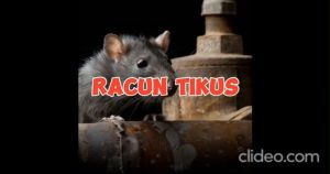 EBOR BAITS 10kg pemusnah tikus profesional bulwark pestsol superior rodent control tikus duri merah red spiny rat