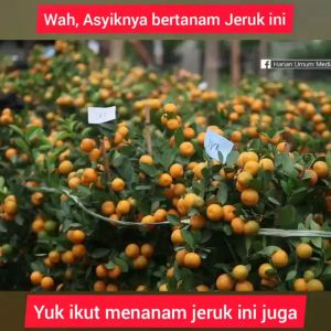 Bibit Jeruk Santang Madu Tanaman Jeruk Manis Asli Okulasi