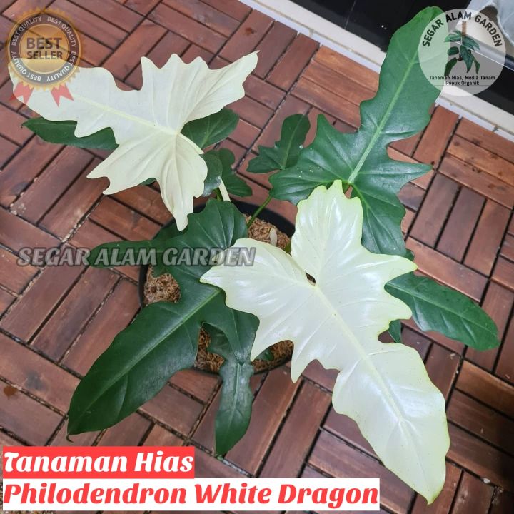 Tanaman Hias Philodendron White Dragon - Philodendron Dragon White | Lazada  Indonesia
