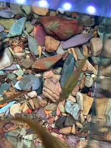 1kg Aquarium Stone Amazon Stone Big Chicken Sand / Batu Akuarium Batu Sungai 大鸡沙 河石 石头