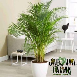 TANAMAN INDOOR PALEM KUNING 1 - 120 METER / POHON PALEM KUNING