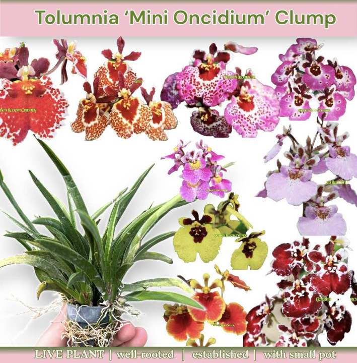 Qadimgi nudistlar jinsiy aloqa Rim pornosini onlayn tomosha qiling