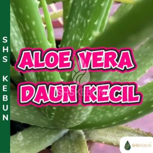 Aloe Vera Big Leaf/Pokok Lidah Buaya Daun Besar/Aloe Vera Live Plant/Pokok Aloe Vera Hidup/Organic Plant SHS Kebun