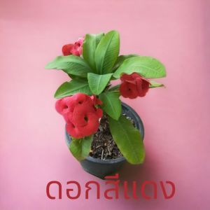 โป๊ยเซียน ชุดพิเศษ3กระถาง แดง ชมพู ส้ม จัดส่งแบบกระถางขนาด3นิ้ว ต้นสวยแข็งแรง