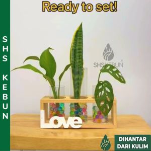 Home Decoration Flower Glass Vase with Wooden Rack Pasu Kaca dan Rak Kayu SHS KEBUN