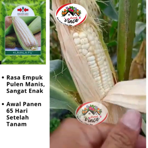 Benih Bibit Jagung Ketan Pulut Manis KUMALA F1 200 Butir  dari Cap Panah Merah
