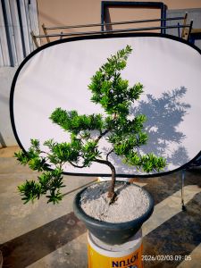 Bonsai Berlian Emas Taiwan Costalis PODOCARPU造型金钻罗汉松