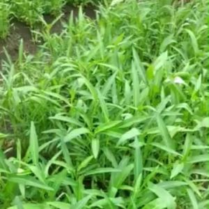 250 Biji Benih Kangkung Daun Sempit Serimpi Super Bibit Tanaman Sayuran Hidroponik