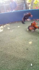 ไข่เชื้อไก่ชน พม่าตีตา พม่าม้าล่อ เจ้านำชัยรับประกันเชื้อ ร้านจัดส่งไว