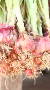 PESTISIDA BIMA Bawang Merah - Pestisida Nabati Organik 250mL Pengendali Hama dan Pembunuh hama pada tanaman bawang.