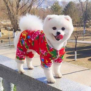 Warm Four-Legged Dog Clothes Autumn Winter Teddy Pomeranian Chinese New Year Celebration Pullable Pet Apparel Dog Sweater