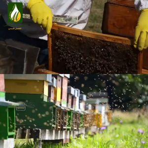 Madu Yaman| Madu Sidr Farez 3.5kg | Madu Sidr Farez Ori | Sidr Honey | Madu Sidr Yaman Original | Honey3.5kg