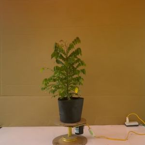 Cây Khế Ngọt - Cây Ăn Quả Trồng Sân Vườn