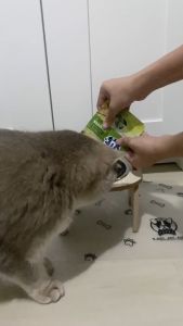 3D แผ่นรองกันมด ถาดรองกันมด ฐานรองชามแมว By Catchy Meaw