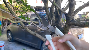 Kéo cắt tỉa cây cảnh kéo tỉa cành cây kéo cắt cành hoa