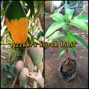 bibit buah mangga kiojay super 70 cm