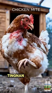 CHICKEN MITE 500ML Poultry Insecticide Spray – Mite Lice Tick & Flea Control for Chicken Duck & Farm Use