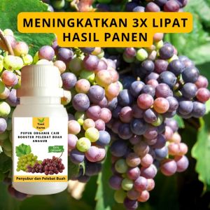 Pupuk Anggur Cepat Berbuah / Pupuk Pelebat Buah Anggur / Pupuk Booster Anggur Cair