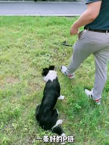 Dây dắt Chó bằng hợp kim kiêm vòng cổ có tay cầm bằng da PU (mẫu mới) - Love Pets Shop