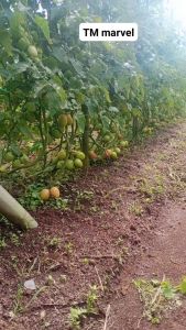 TM MARVEL isi 1.500 biji & 3.000 biji - Benih bibit sayur sayuran Tomat F1 - ORIGINAL PT. Tani Murni