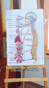 Tranh phòng khám y khoa Tranh Y Khoa hệ thần kinh trung ương và ngoại biên tráng gương treo tường YQC29