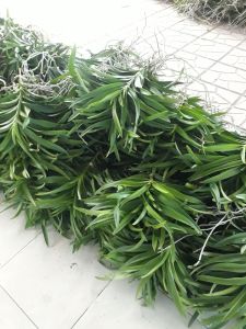 Combo 6 Cây Lan Giống (cao 20-30cm) 5 màuĐỏ2VàngTímHồng.Cam