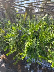 กล้วยไม้เอื้องตะขาบ ฟรอมสวยใหญ่ๆ