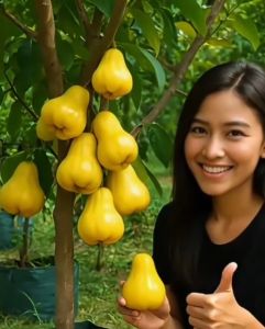 Bibit Buah Unggul Jambu Citra Kuning🌱 Bibit Genjah Dijamin Rimbun Sudah Berbuah Semua Hasil Okulasi Berbuah Pendek Mesti Dalam Pot Rasa Buahnya Yang Manis Sperti Madu .Siapp Kirim Seluruh Nusantara🚀 Sistem Bayar Di Tempat (COD)