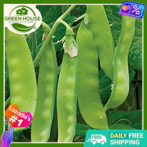 Green House® - Snow Peas Seeds for Planting Vegetable Plants (20 Seed) incl. Instruction - Chinese Pea Plant Hybrid F1