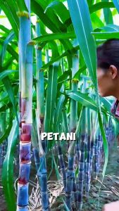 Alat Pembersih Daun Tebu / Alat Perkebunan / Alat RogesTebu / Alat Perkebunan Gantolan (Model L)