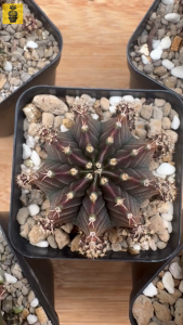 Gymnocalycium Mihanovichii. ID: Silamanee / Cactus Succulents