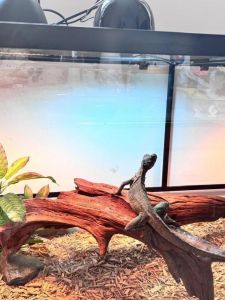 Desert Tank Purple Sapling Climbing Scenery Wood for Reptiles And Amphibians Specialized in Landscape Design And Climbing