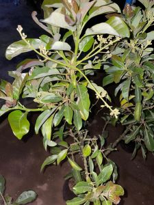 Bibit Alpukat KONDISI BERBUNGA asli daun rimbun batang kokoh