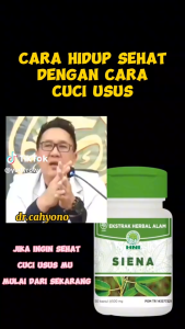 Siena Jati Cina HNI Original - Melancarkan Buang Air Besar