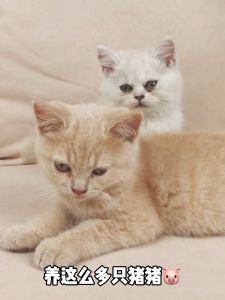 [HAKO PETSHOP] Pet Deodorant/Desinfektan Hewan Peliharaan Deodoran Semprot kucing Anjing Sterilisasi Dan Desinfeksi Parfum Deodoran Kucing Dan Anjing