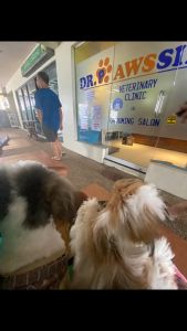 56g Pedigree Dentastix Puppy Dog Treat Dog Snack