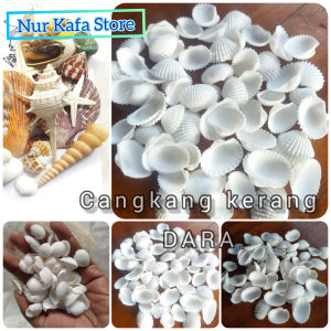 Cangkang KERANG DARA HIAS 100gr/KERANG KORKOR/DARA BAHAN PRAKARYA SUPER GLOWING