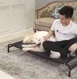 น้ำหนักระบายอากาศ รับการระบายน้ำ 40-100kg เตียงสุนัข ป้องกันเป็นหวัด ทำความสะอาดง่าย ถอดและล้างน้ำได้ 40-100kg