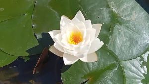 ซื้อ 1 แถม 1 บัวฝรั่ง จัสมิน บัวสีขาวสดใจ บัวสีขาว บัวสีขาว ดอกใหญ่ ดอกบัวสีขาว ดอกบัวขาว บัวขาว - Lazada