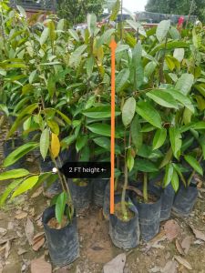 SOV Pokok Durian Tupai King  果王树苗，乌金王榴莲树苗，松鼠王榴莲树苗，Durian Tupai King Pokok Buah-Buahan Fruit Plant 水果树苗
