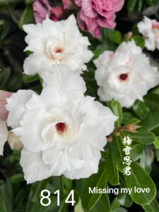 Adenium Obesum Bonsai ID 814 Missing My Love 梅雪思君 富贵花