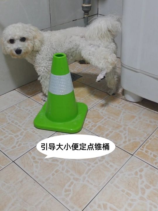 Visual Reference: Dog Urination Guide Cone Bucket Guide Dogs To Pee In